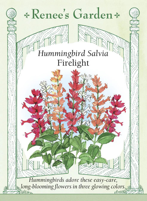 Salvia Firelight Mix Hummingbird