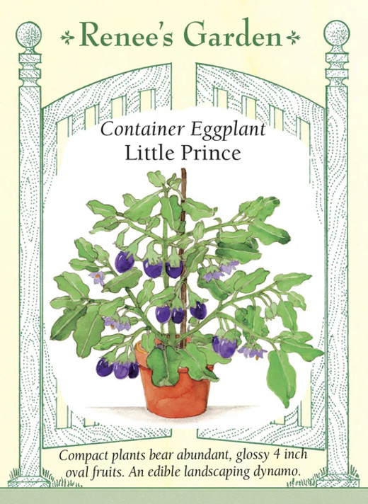 Eggplant Little Prince
