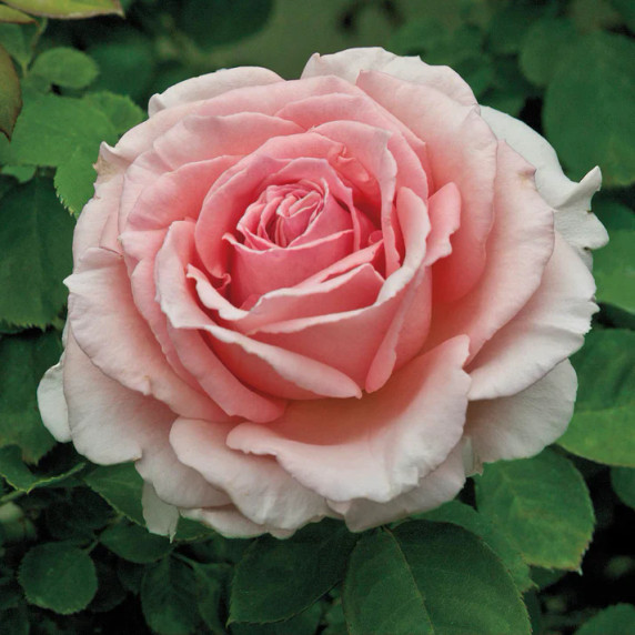 Pearly Gates Rose