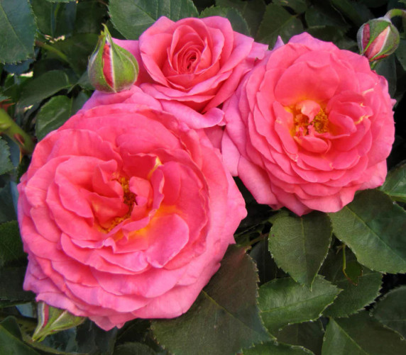 Time After Time Rose