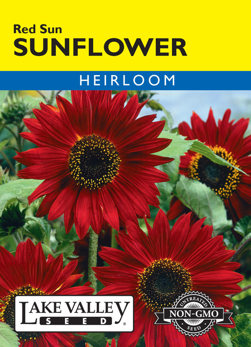 Sunflower Red Sun