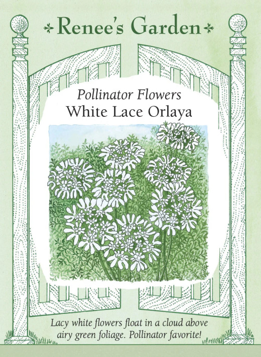 Orlaya White Lace Grandiflora
