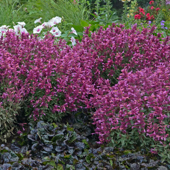 Agastache Rosie Posie Agastache Rosie Posie