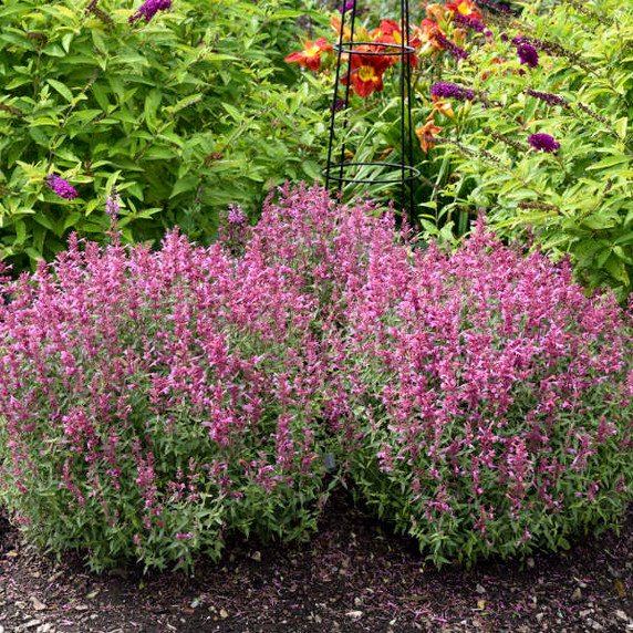 Agastache Rosie Posie Agastache Rosie Posie