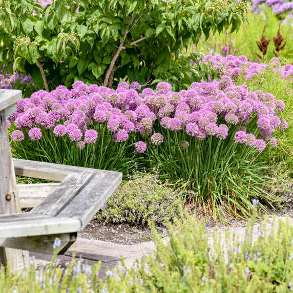 Allium Serendipity Allium Serendipity