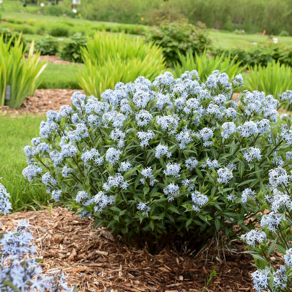 Blue Star Starstruck (Amsonia ) Blue Star Starstruck (Amsonia )