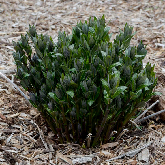 Blue Star Starstruck (Amsonia ) Blue Star Starstruck (Amsonia )