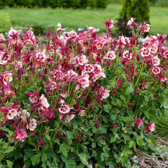 Columbine Earlybird Red & White (Aquilegia) Columbine Earlybird Red & White (Aquilegia)