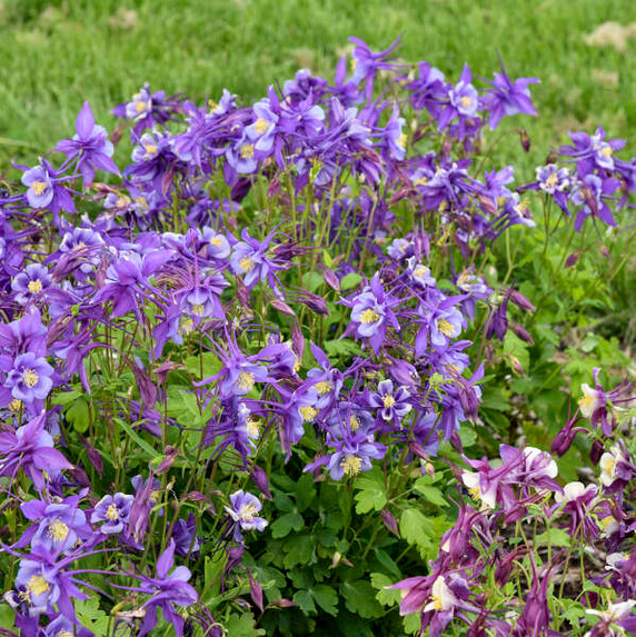 Columbine Early Bird Purple-Blue (Aquilegia Columbine Early Bird Purple-Blue (Aquilegia