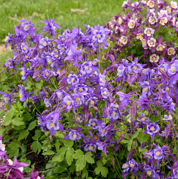 Columbine Early Bird Purple-Blue (Aquilegia Columbine Early Bird Purple-Blue (Aquilegia