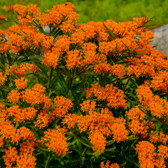 Butterfly Weed Orange (Asclepias Tuberosa) Butterfly Weed Orange (Asclepias Tuberosa)