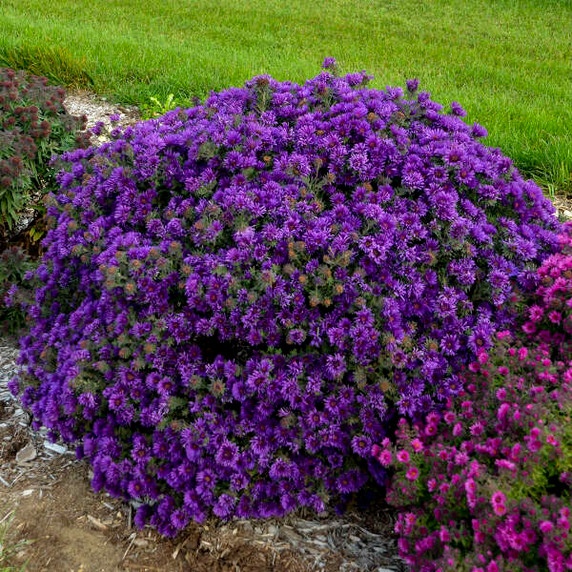 Aster Grape Crush Aster Grape Crush