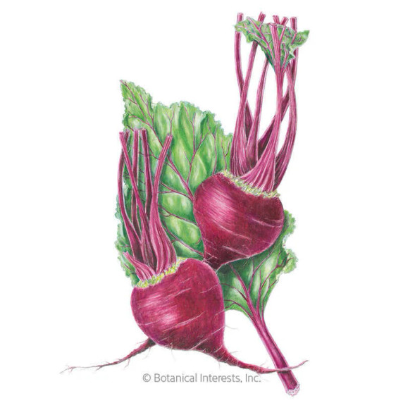 Beet Seeds, Early Wonder, Organic
