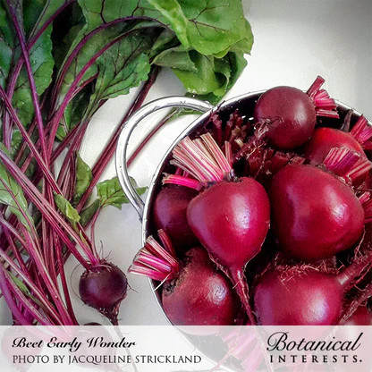Beet Seeds, Early Wonder, Organic