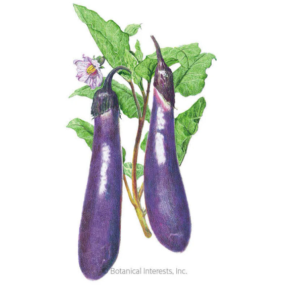 Eggplant Seeds, Long Purple