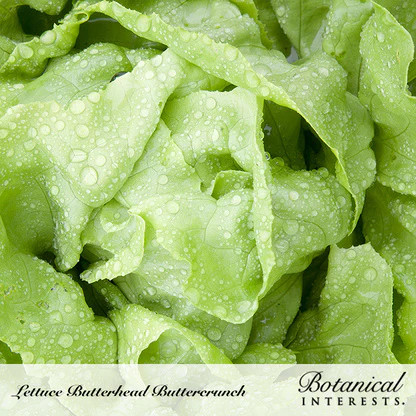 Lettuce Seeds, Butterhead Buttercrunch, Organic