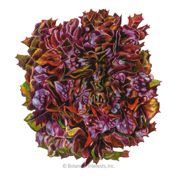 Lettuce Seeds, Eazyleaf Brentwood, Organic