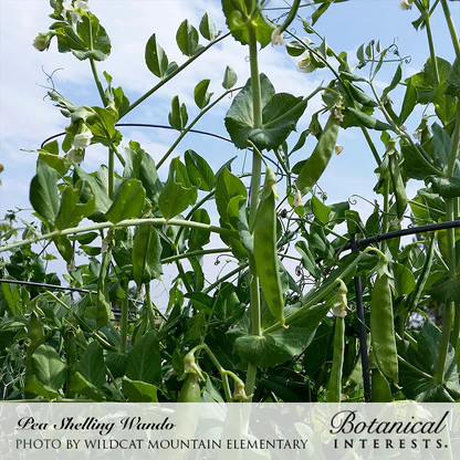 Pea Seeds, Wando Shelling