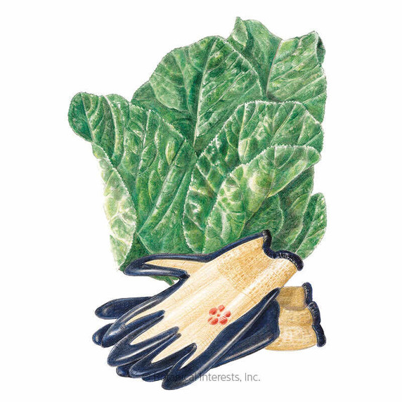 Mustard Seeds, Flordia Broadleaf