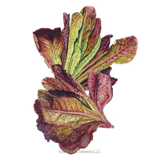Lettuce Seeds, Rouge d'Hiver Romaine, Organic