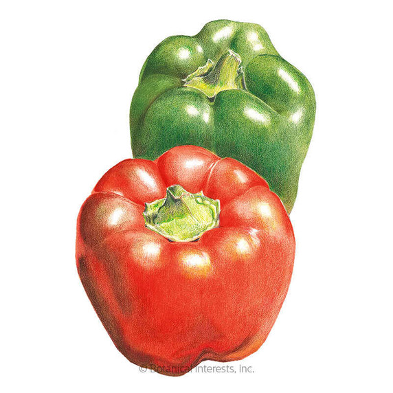 Pepper, California Wonder Sweet, Organic