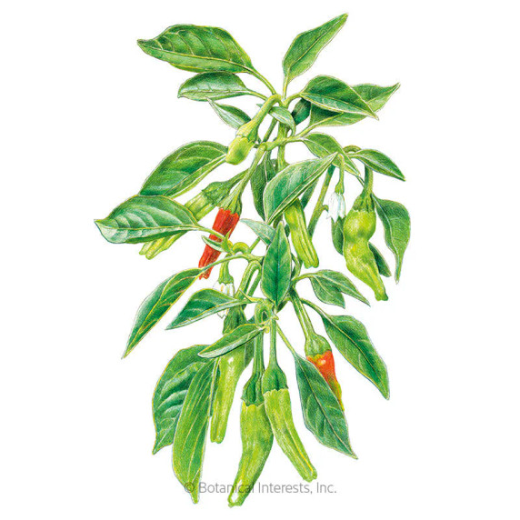 Pepper Seeds,  Shishito Chile, Organic