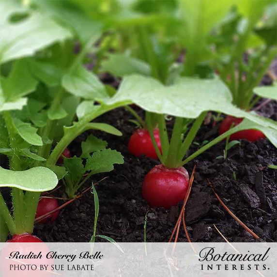 Radish Seeds, Cherry Belle