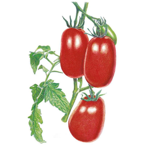 Tomato Seeds, Italian Roma Bush, Organic