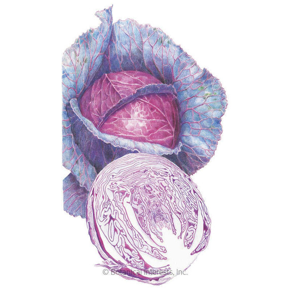 Cabbage Seeds,  Red Acre, Organic