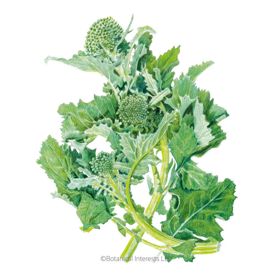 Broccoli Seeds,  Raab Rapini, Organic