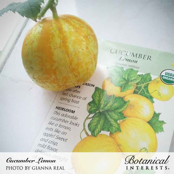 Cucumber Seeds,  Lemon, Organic