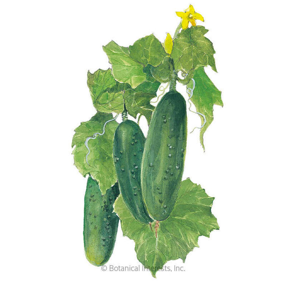 Cucumber Seeds,  Marketmore, Organic
