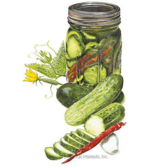 Cucumber Seeds,  Homemade Pickles, Organic
