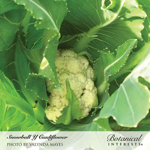 Cauliflower Seeds, Snowball Y, Organic