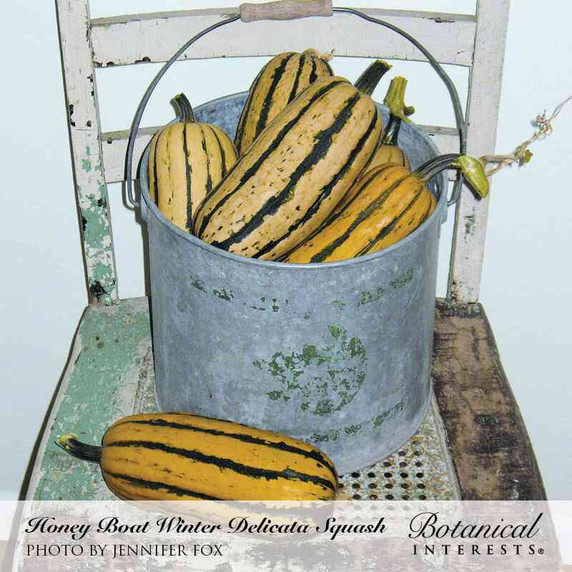 Squash Seeds, Honey Boat Delicata, Organic