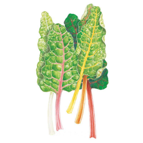 Swiss Chard Seeds, Five Color Silverbeet, Organic