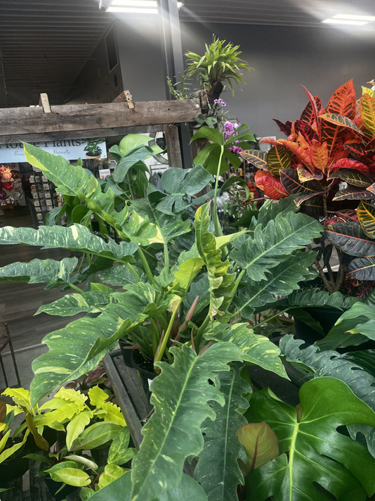 3/21 1:30  CR  Ask Dr. Phil O’Dendron  