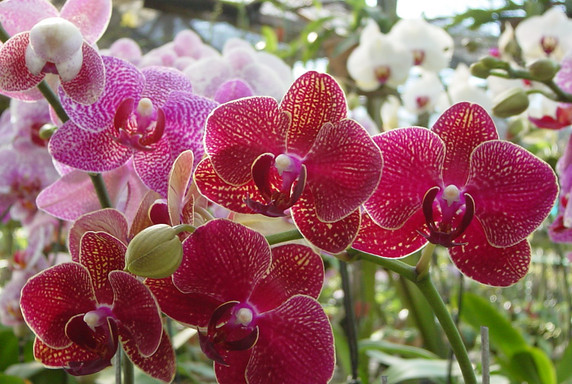 3/21 11:45  GH  Orchids, Hold the Ice Please  