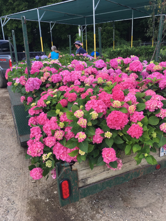 3/21 10:30  GH  Hydrangeas – Myths and Facts  