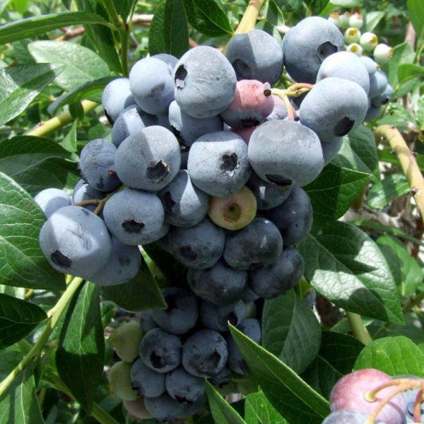 Sweetheart Blueberry