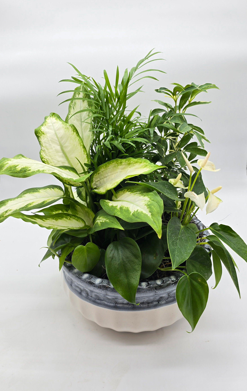 Tropical Dish Garden in Ceramic (medium)