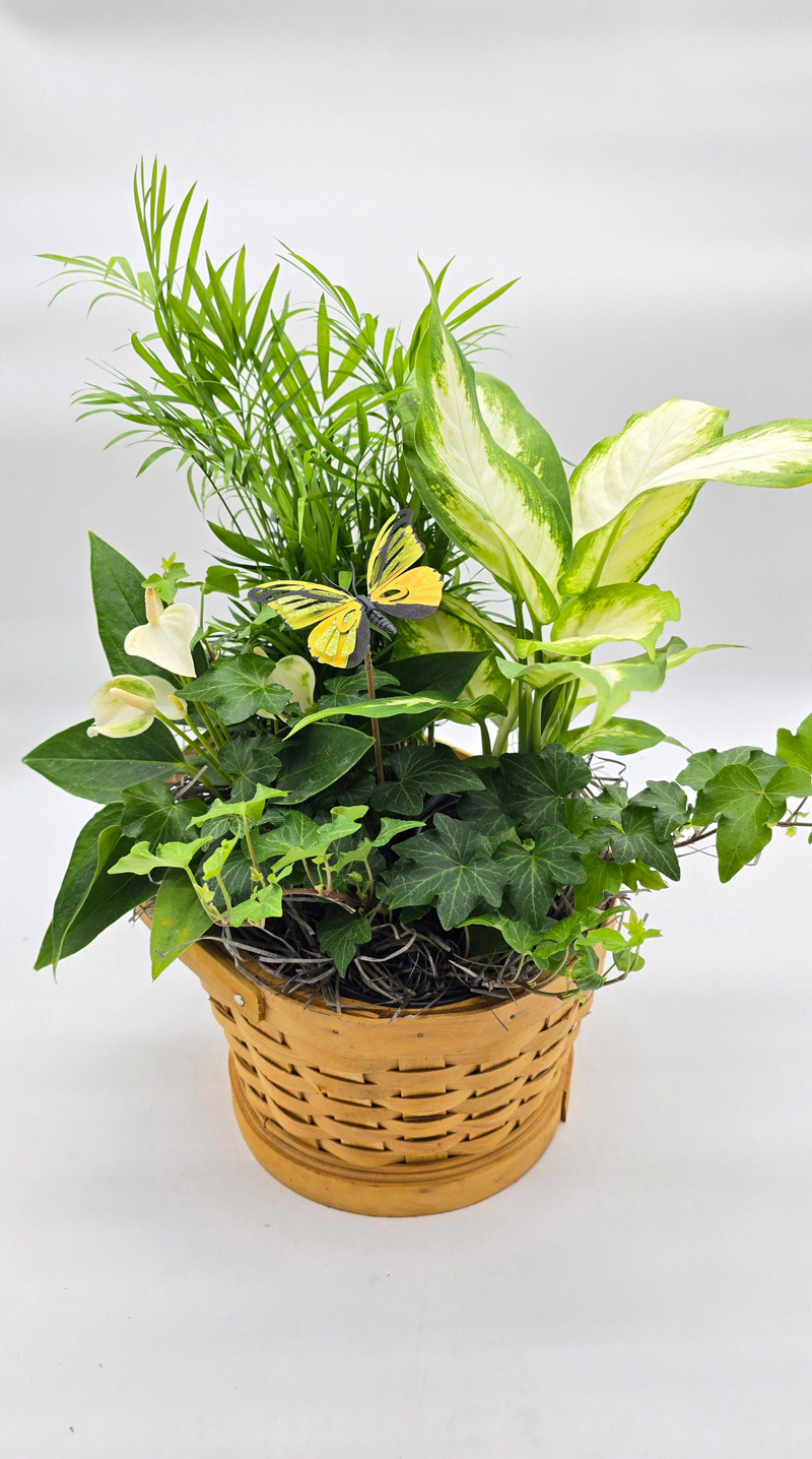 Tropical Dish Garden in Basket (Medium)