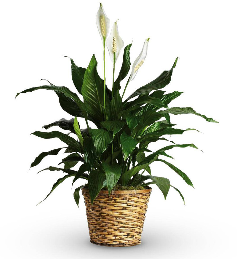 Spathiphyllum Peace Lily in Basket
