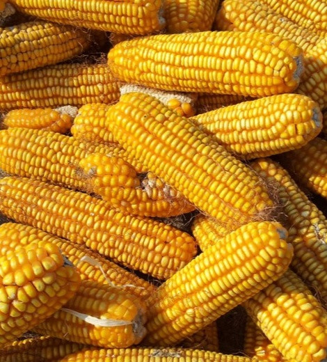 Corn On The Cob 40lbs. Box