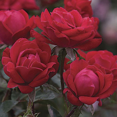 Double Knockout Rose
