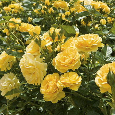 Julia Child Rose