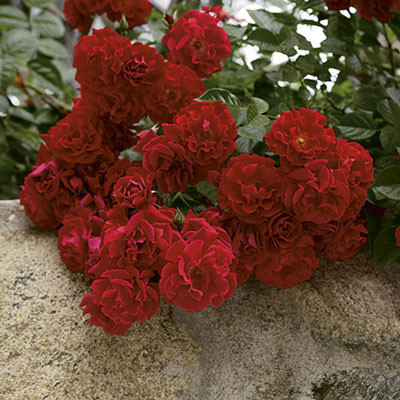 Red Ribbons Rose
