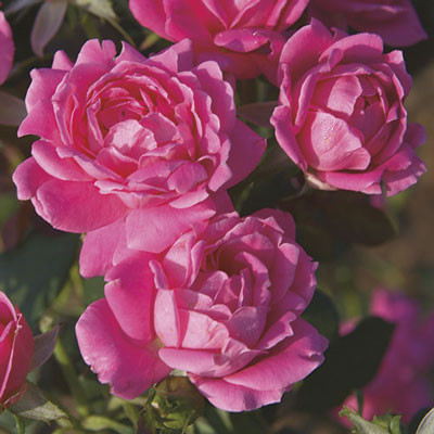 Pink Double Knockout Rose