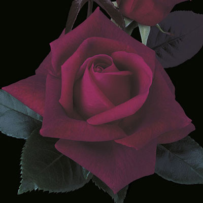 Lasting Love Rose