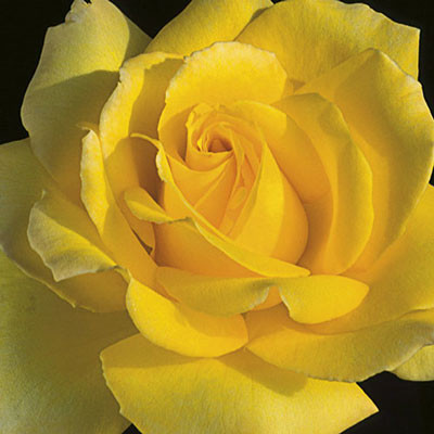 Hotel California Rose